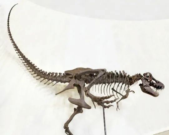 T. rex Replica Skeleton